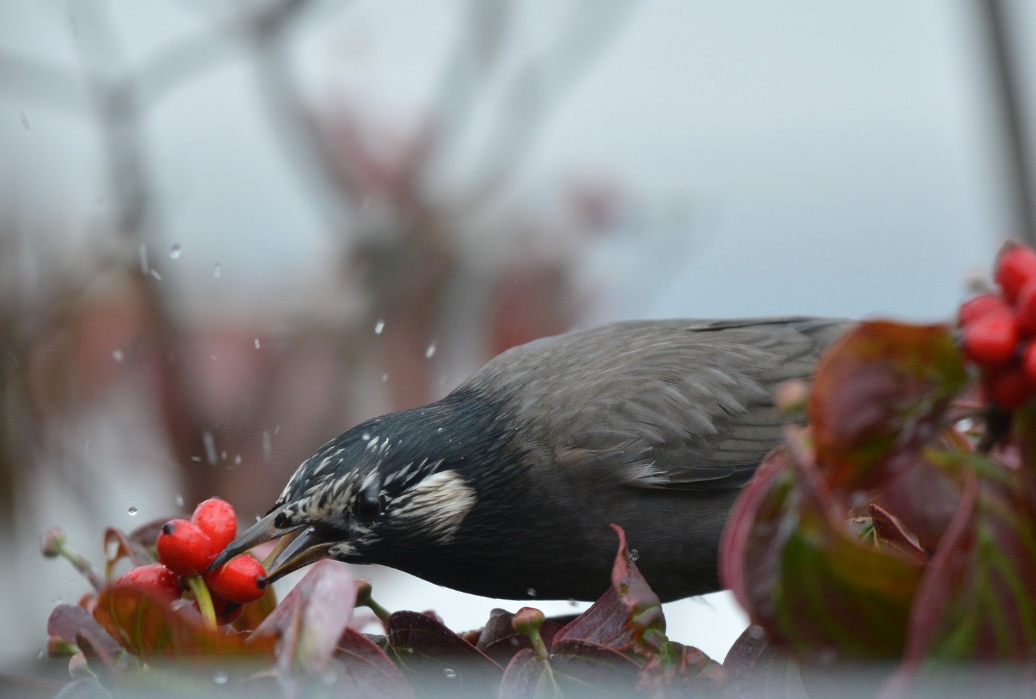 窓からの鳥さん ハナミズキの実 今日の風に吹かれて