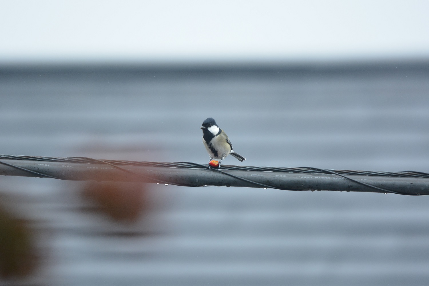 窓からの鳥さん　ハナミズキの実_e0353790_20354392.jpg