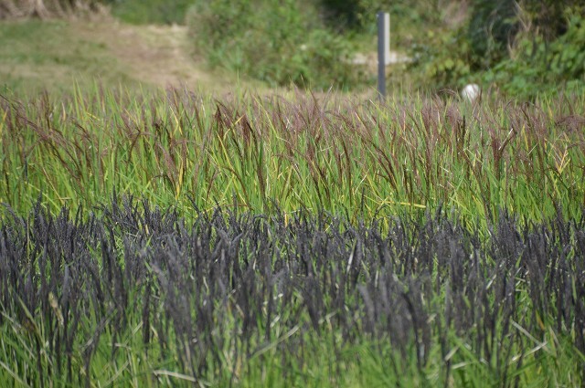 c0124100_18462288.jpg