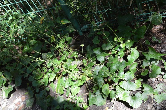 c0124100_18470840.jpg