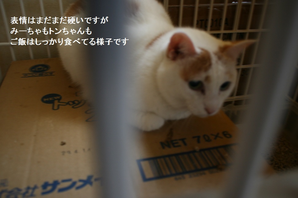 むすびちゃんも新しいお家へ_f0242002_12521827.jpg
