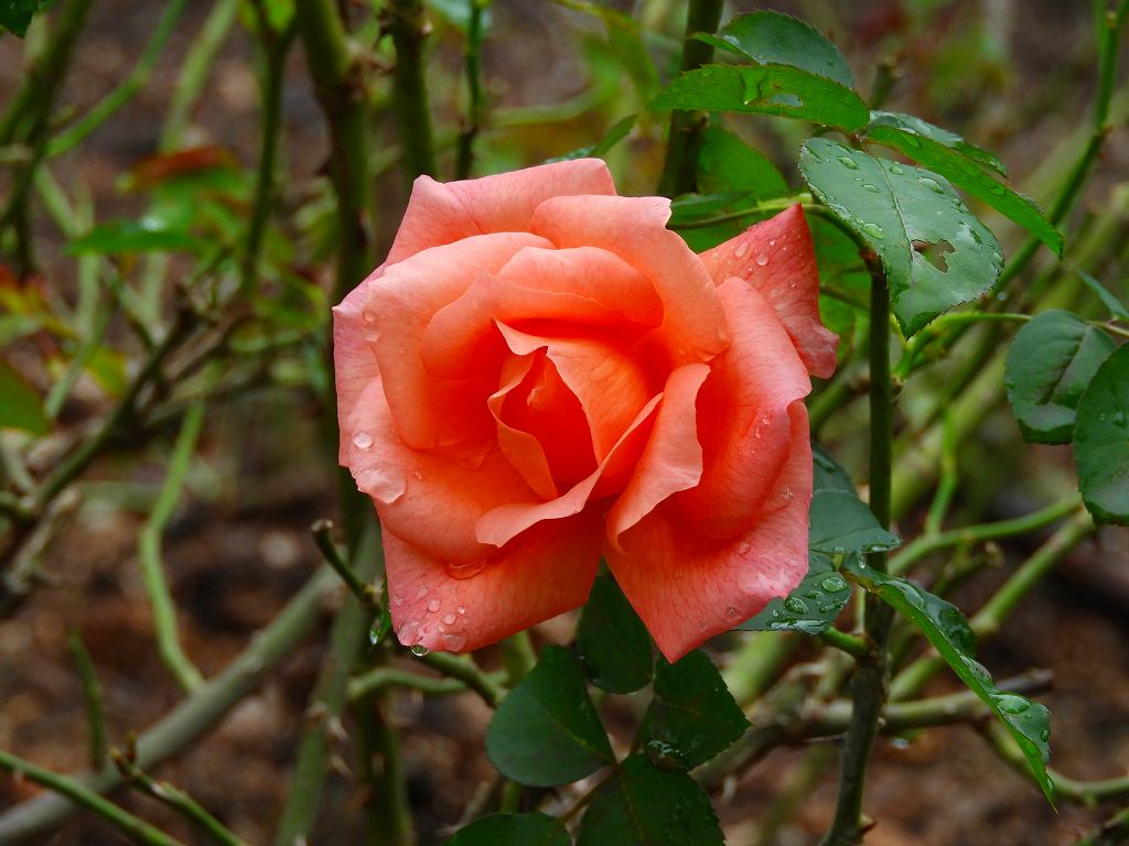 e0372207_9415373.jpg
