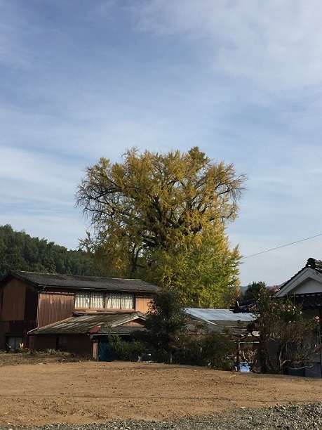 内野の大銀杏（飯塚市内野）_f0364707_14453360.jpg