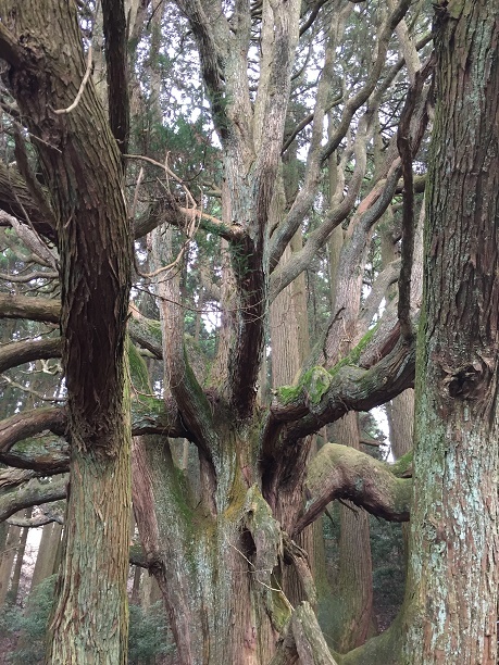 高森殿の大杉（阿蘇郡高森町）_f0364707_18043705.jpg