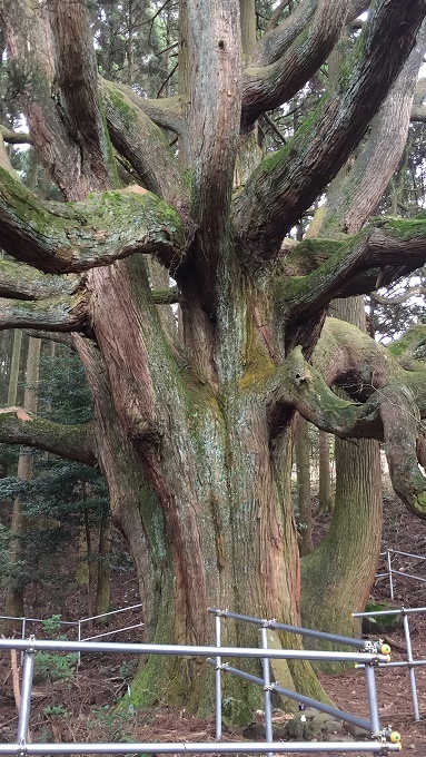 高森殿の大杉（阿蘇郡高森町）_f0364707_18051927.jpg