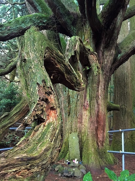 高森殿の大杉（阿蘇郡高森町）_f0364707_19405913.jpg