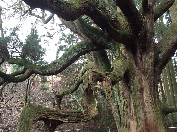 高森殿の大杉（阿蘇郡高森町）_f0364707_19490767.jpg