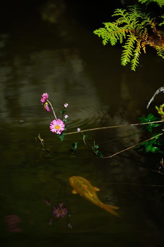 秋明菊＠善峯寺　其の二_f0032011_20282301.jpg