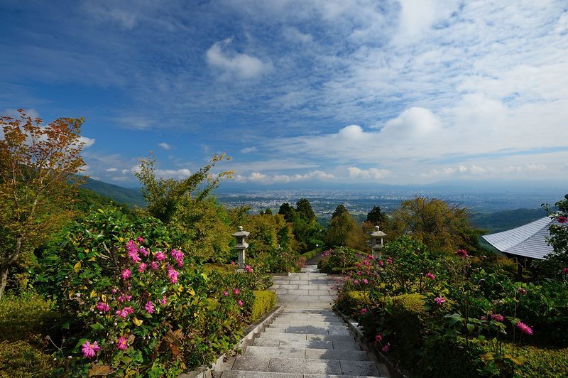 秋明菊＠善峯寺　其の二_f0032011_20282565.jpg