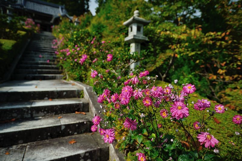 秋明菊＠善峯寺　其の二_f0032011_20282569.jpg