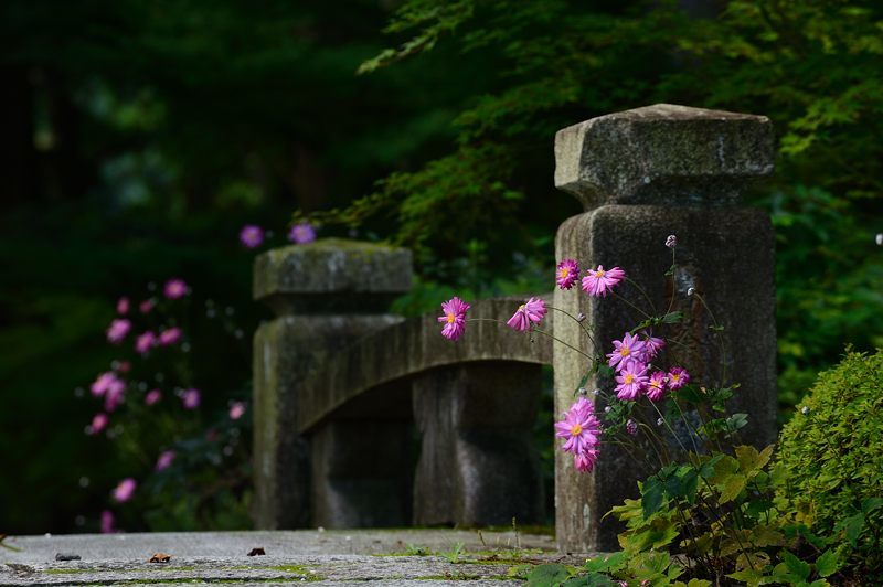 秋明菊＠善峯寺　其の二_f0032011_20343134.jpg