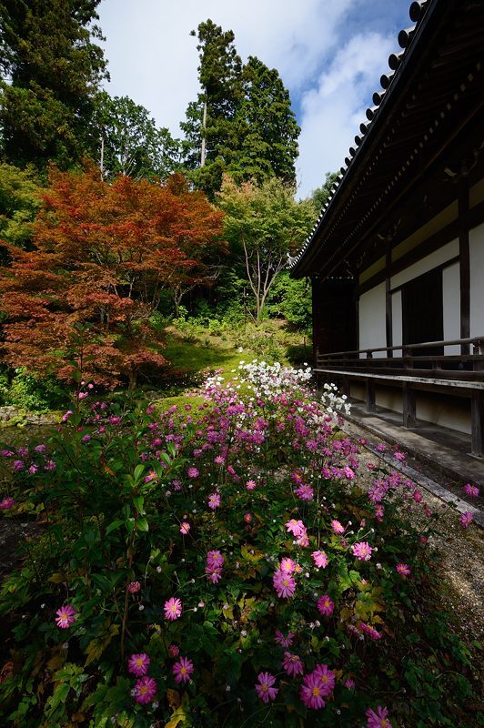 秋明菊＠善峯寺　其の二_f0032011_20343289.jpg