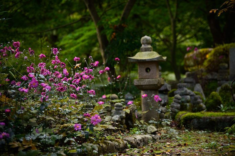 秋明菊＠善峯寺　其の二_f0032011_20343355.jpg