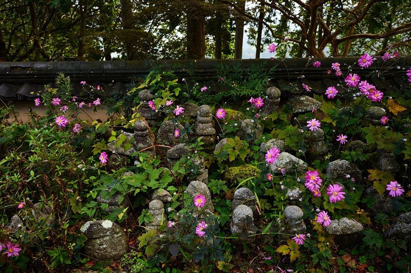 秋明菊＠善峯寺　其の二_f0032011_20343370.jpg