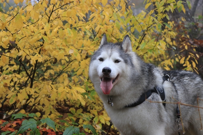 Mt.]JEANSで紅葉狩り_b0207615_15242414.jpg