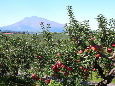 りんごと岩木山:弘前市りんご公園(弘前市)*2017.10.14_b0147224_1217223.jpg