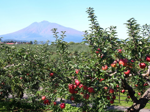 りんごと岩木山：弘前市りんご公園（弘前市）*2017.10.14_b0147224_1217223.jpg