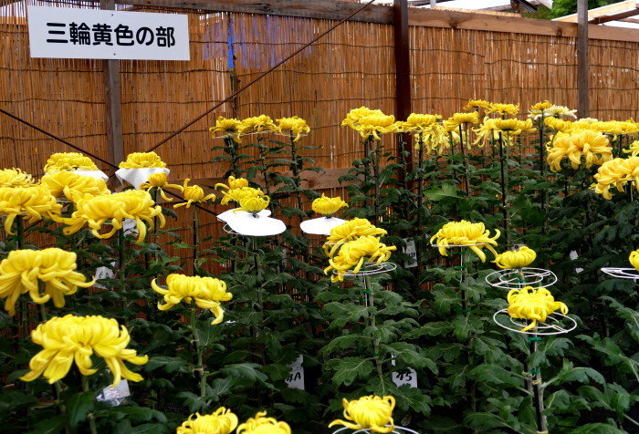 福島県二本松市　「霞ヶ城 菊人形展」　 _d0106628_10413372.jpg