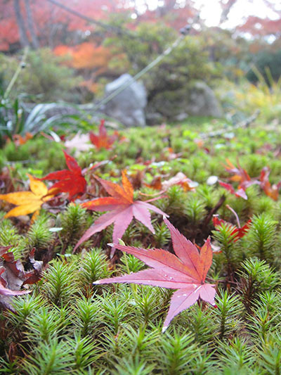 京都の嵐山、紅葉の季節が近づいています。_e0376329_02111429.jpg