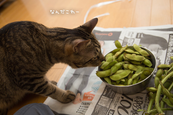 おいしい黒豆がやってきた_d0355333_12325689.jpg