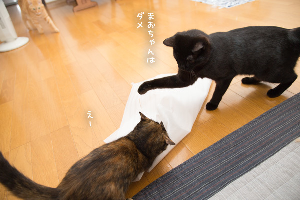 仲良く遊びましょうね _d0355333_12465099.jpg