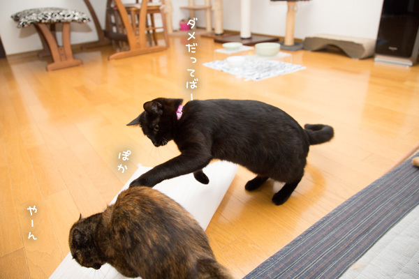 仲良く遊びましょうね _d0355333_12465342.jpg