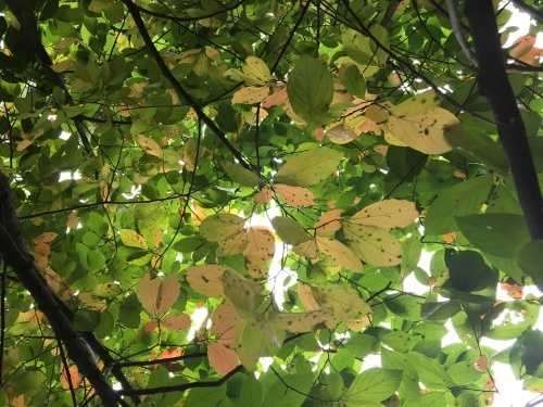 b0330040_16255176.jpeg