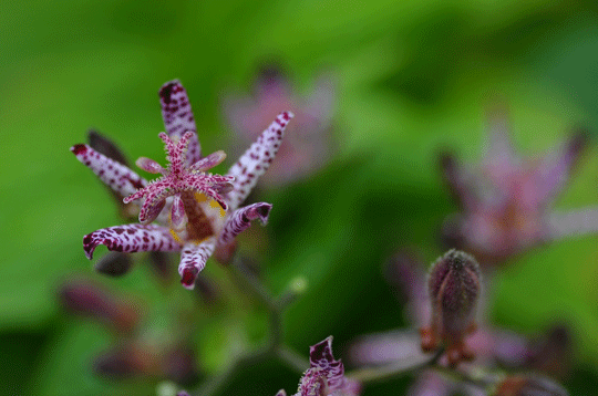c0093046_16251383.gif