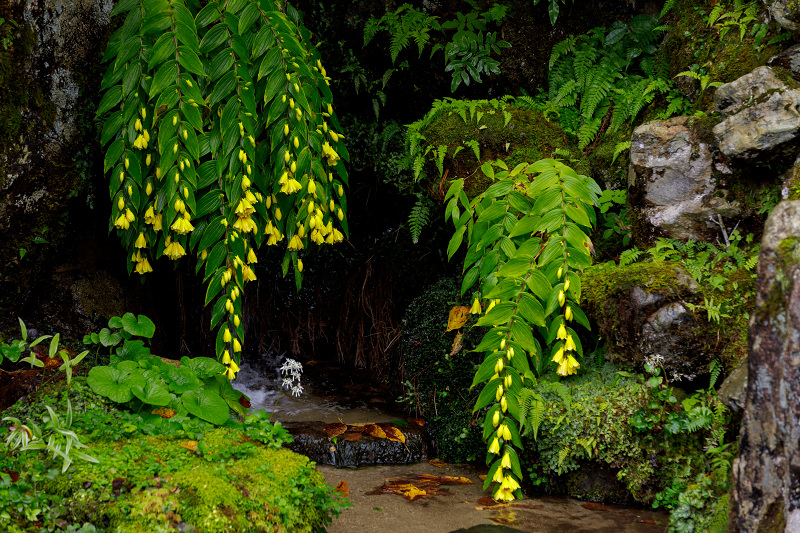 秋の花いっぱい（実光院）_f0155048_18442066.jpg