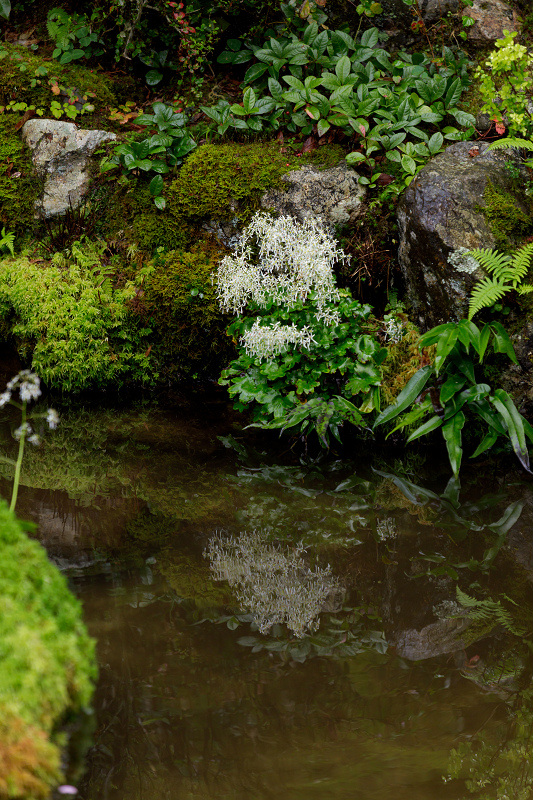 秋の花いっぱい（実光院）_f0155048_18442213.jpg