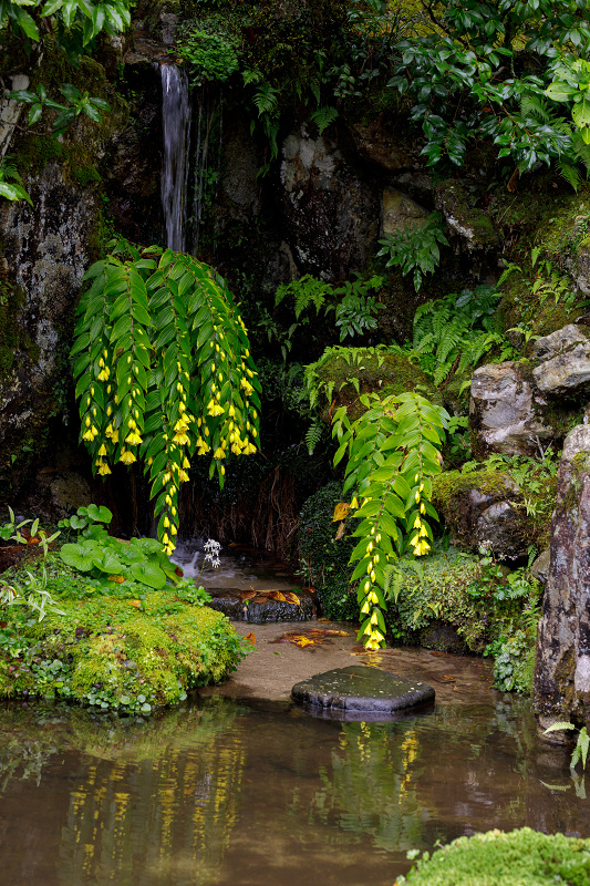 秋の花いっぱい（実光院）_f0155048_1844972.jpg