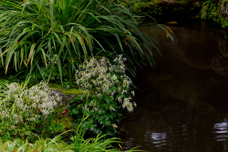 秋の花いっぱい（実光院）_f0155048_18453672.jpg
