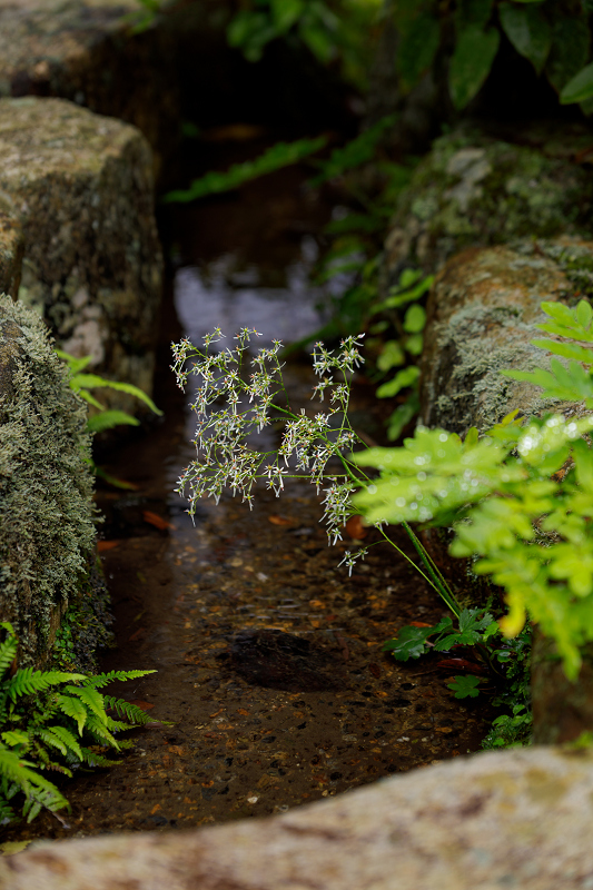 秋の花いっぱい（実光院）_f0155048_18455144.jpg