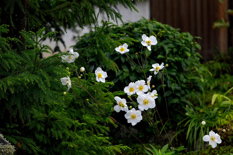 秋の花いっぱい（実光院）_f0155048_18461977.jpg