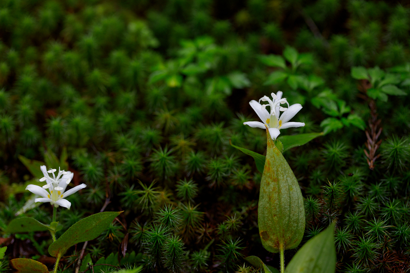秋の花いっぱい（実光院）_f0155048_18472956.jpg
