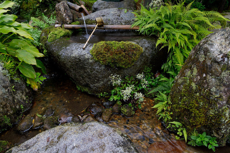 秋の花いっぱい（実光院）_f0155048_18481398.jpg