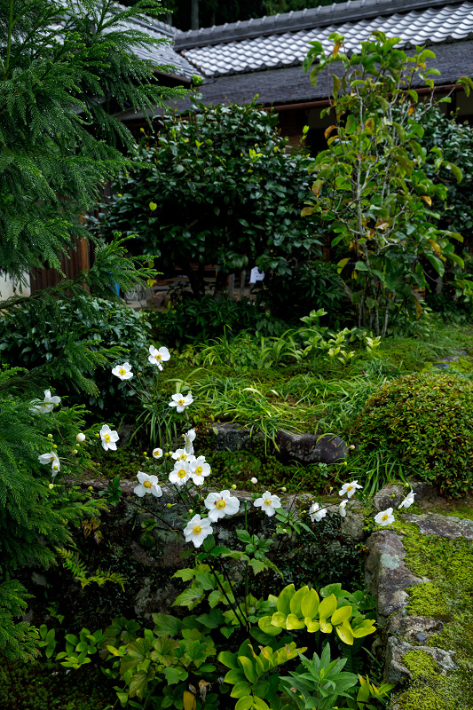 秋の花いっぱい（実光院）_f0155048_18491356.jpg