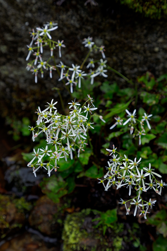 秋の花いっぱい（実光院）_f0155048_1849937.jpg