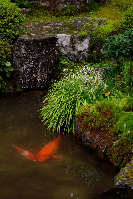 秋の花いっぱい（実光院）_f0155048_18501789.jpg