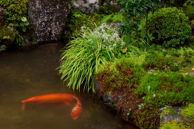 秋の花いっぱい（実光院）_f0155048_1850978.jpg