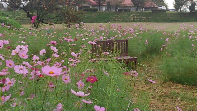 体験農園のコスモス畑はインスタ映え!_c0141652_08320620.jpg