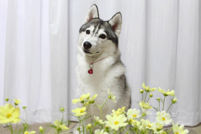 a0241761_16341370.gif