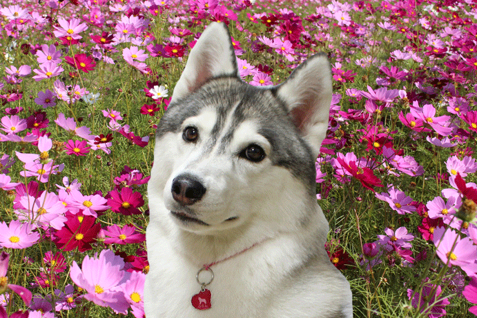 a0241761_16370867.gif