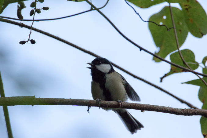 木の実を大事に食べるシジュウカラ_b0148762_18222183.jpg