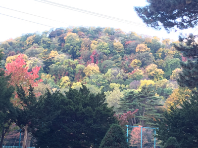 北海道神宮&円山公園_f0370565_21303623.jpg