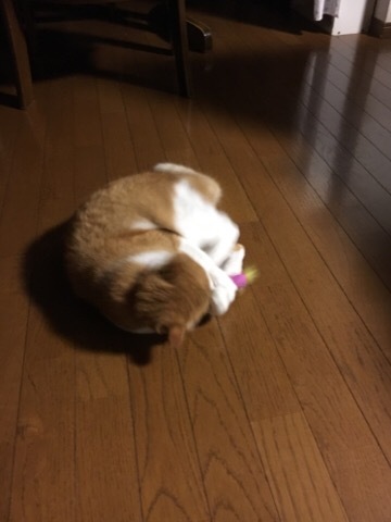 新しい出会い_f0363168_23212805.jpg