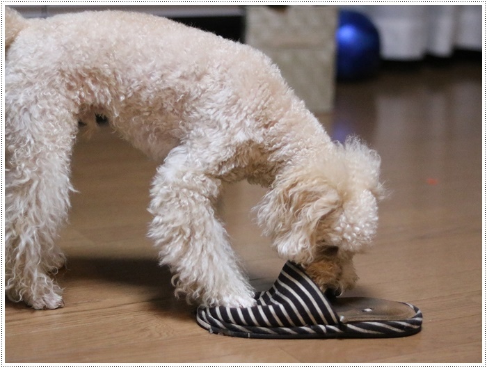 雨の日曜日、さくらも大も飼い主にとっても、長い1日だったね_b0175688_21031200.jpg