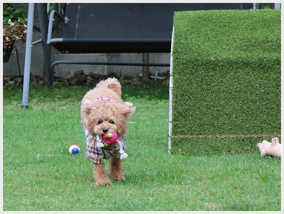 b0175688_23113478.gif