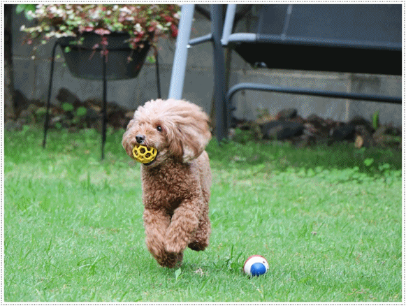 b0175688_23134509.gif