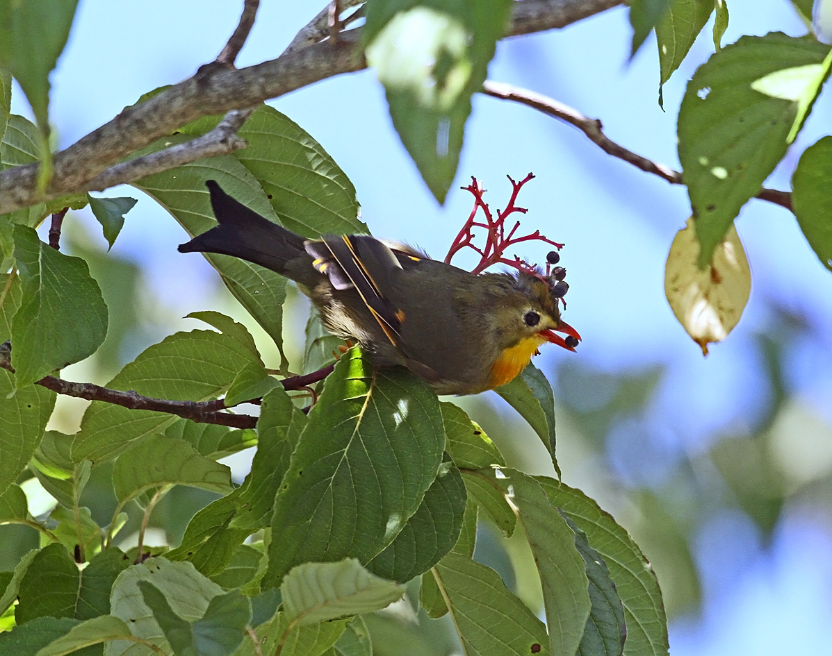 ソウシチョウ_d0127488_09471626.jpg